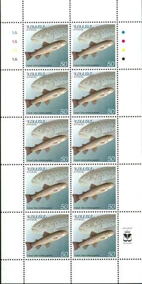 Common Carp (Cyprinus carpio)