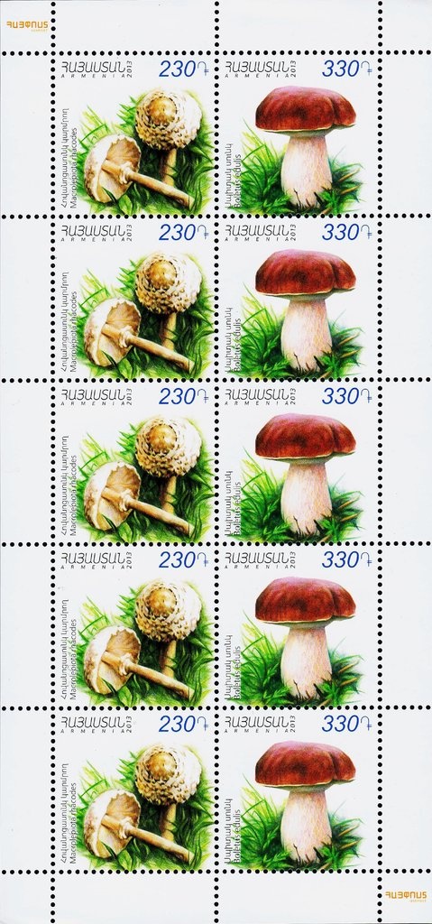 Wood duck (Aix sponsa)