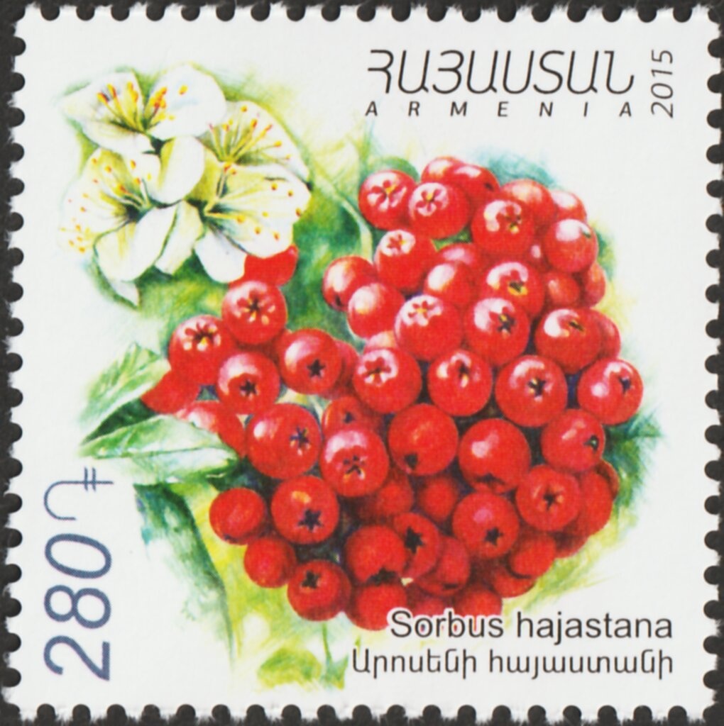 Mallard (Anas platyrhynchos)