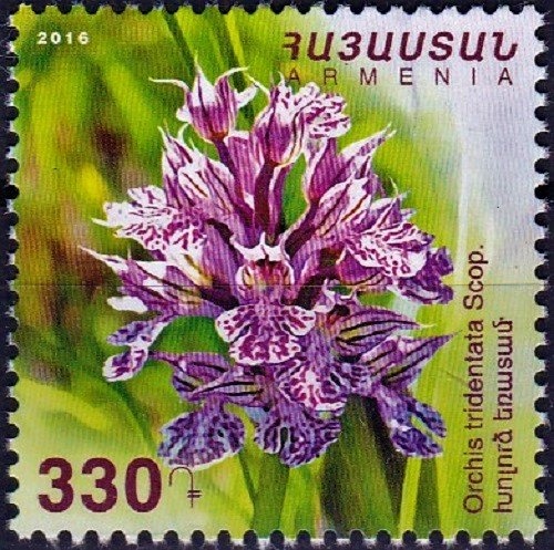 National Cuisine - Telbats Koubati