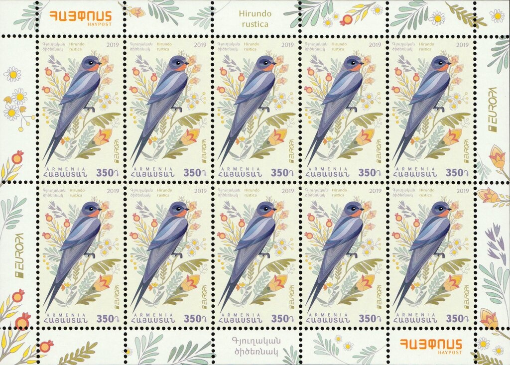 Laughing Gull (Larus atricilla)