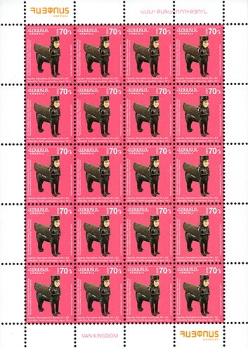 Canvasback (Aythya valisineria)