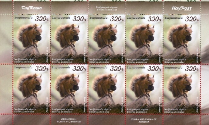 Green Iguana (Iguana iguana) - Butterfly