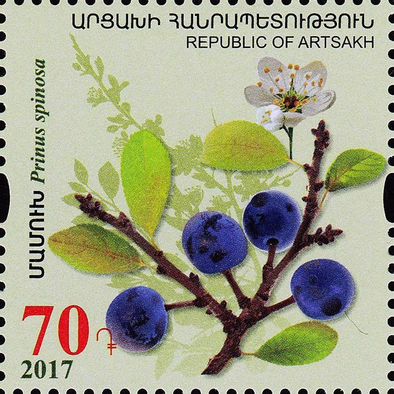 Burrowing Owl (Athene cunicularia), Porcupine Fish