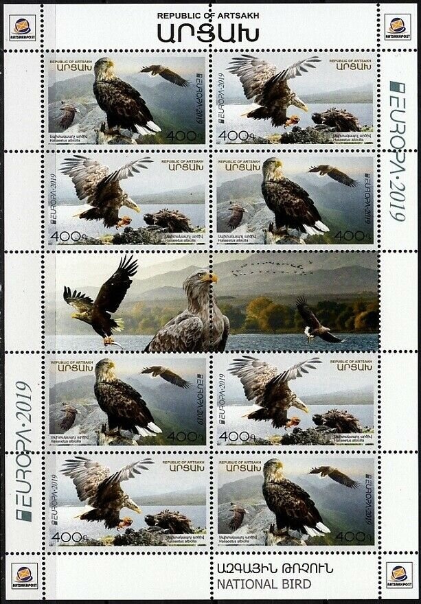 Common Bottlenose Dolphin (Tursiops truncatus)