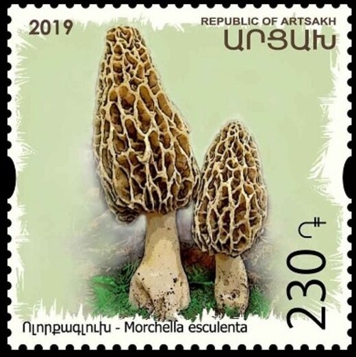 Monarch Butterfly (Danaus plexippus)