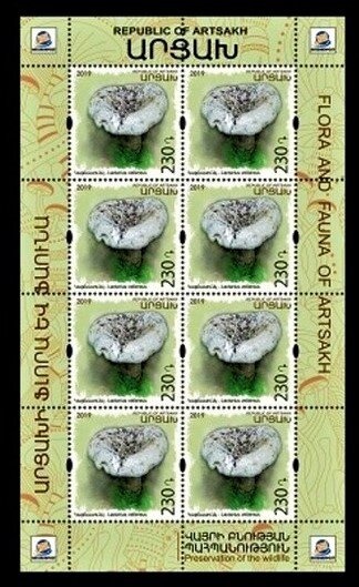 Smallmouth Grunt  (Haemulon chrysargyreum)