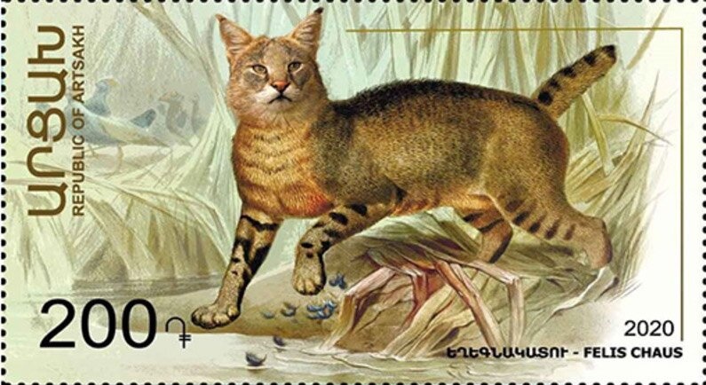 Queen Parrotfish (Scarus vetula)