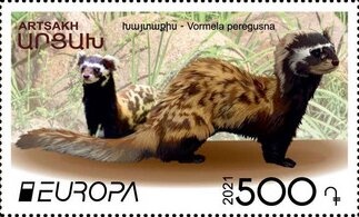 Ascension Nerite (Nerita ascensionis)