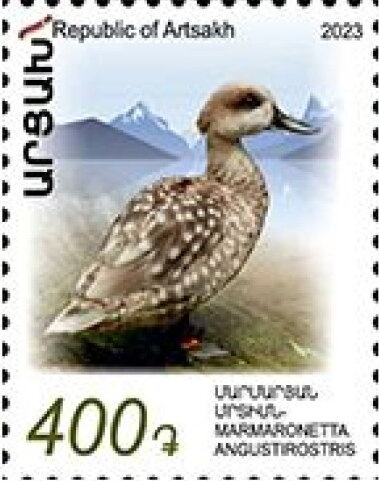 Bonchi Largo (Phaseolus vulgaris)