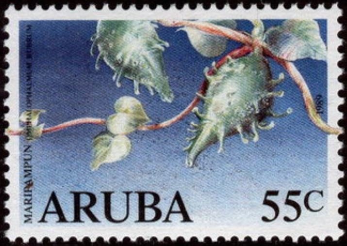 2020 Aurora Prize Laureate: Fartuun Adan and Ilwad Elman