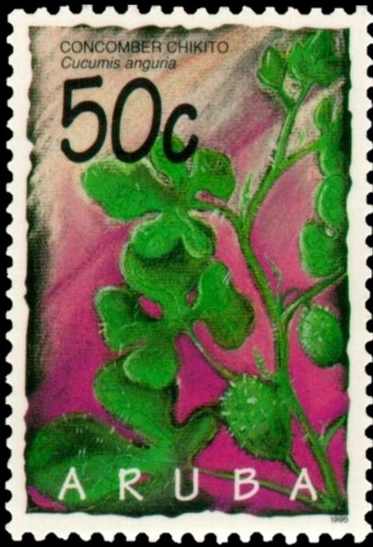 Breba (Lemaireocereus griseus)