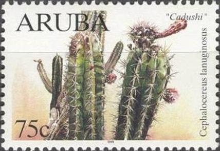 Hubada (Acacia tortuosa)