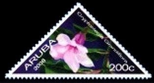 White-cheeked Pintail (Anas bahamensis)