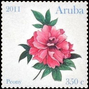 Ascension Frigatebird (Fregata aquila)