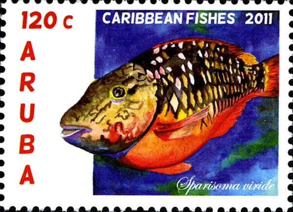 Domestic Cat (Felis silvestris catus)