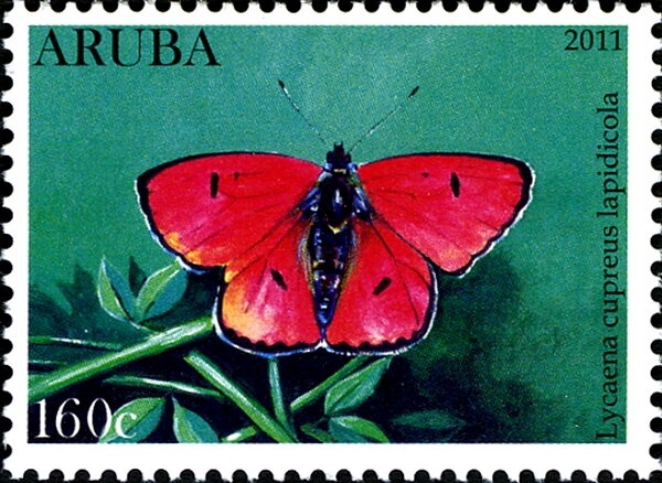 Cayena (Hibiscus rosa-sinensis)