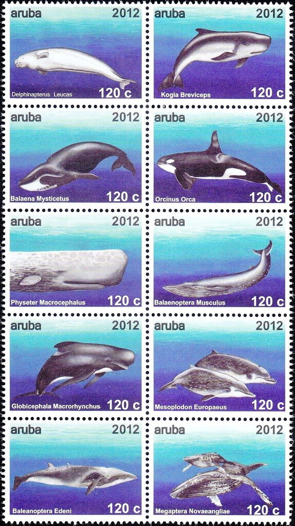 Allen's Gallinule (Porphyrula alleni)