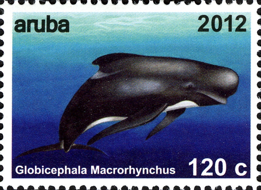 Atlantic Spotted Dolphin (Stenella frontalis)
