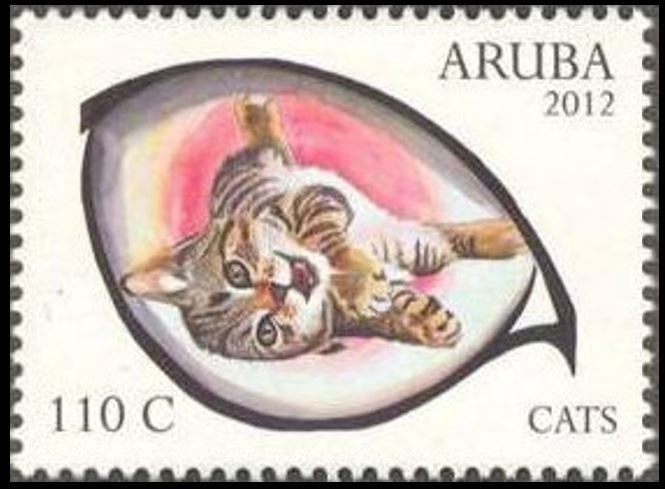 Sally Lightfoot Crab (Grapsus grapsus)