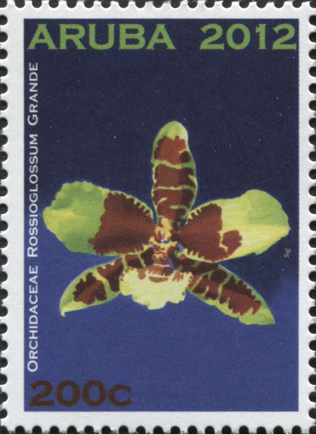 Brown Booby (Sula leucogaster)