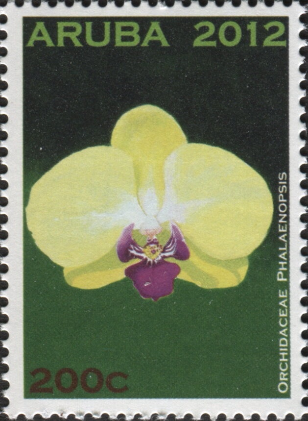 Yellowtail damselfish