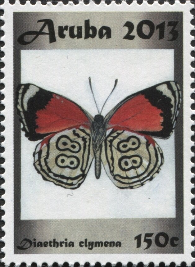 Protea Scarlet (Scoptes alphaeus)