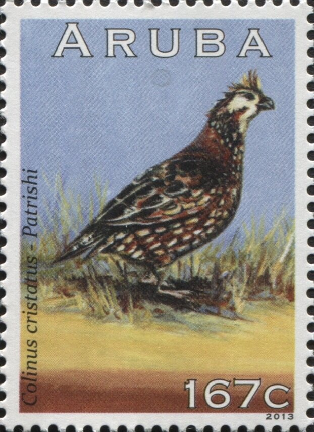 Caucasian Brown Bear (Ursus arctos caucasicus)