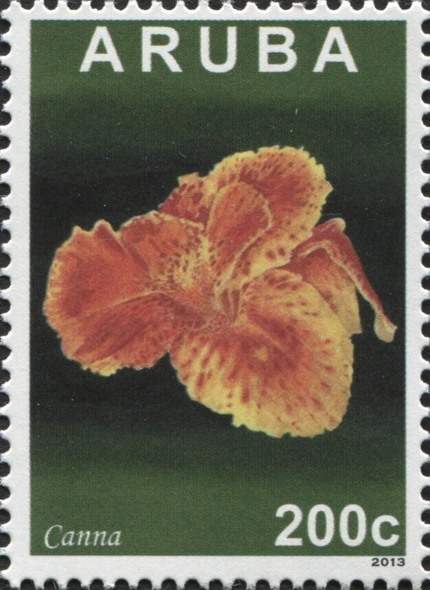 Caribbean Reef Octopus (Octopus briareus)