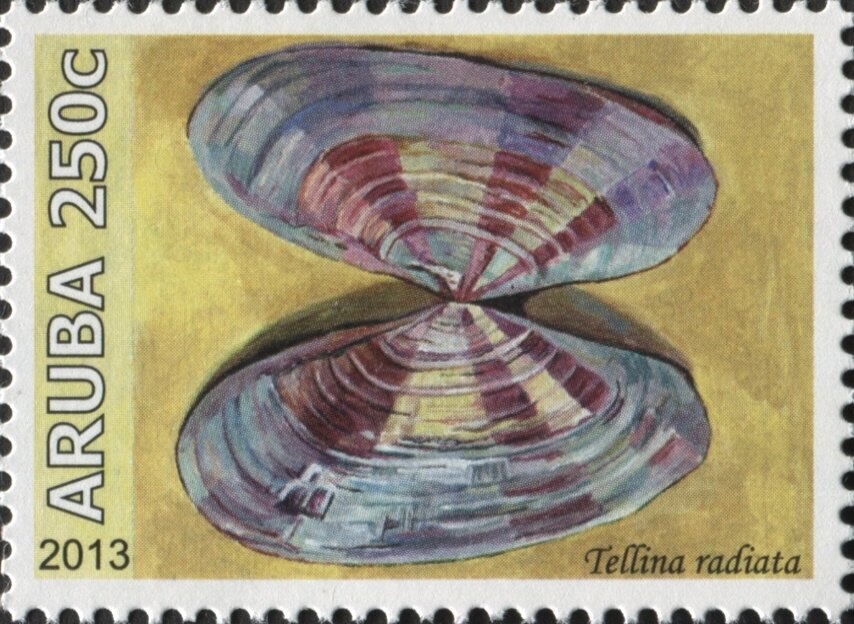 Domestic Rabbit (Oryctolagus cuniculus forma domestica)