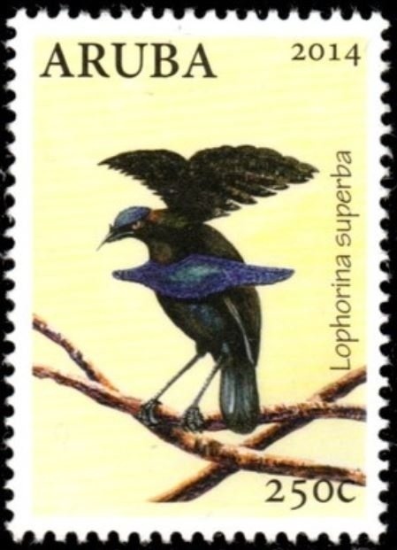 Broomtail Filefish (Aluterus scriptus)