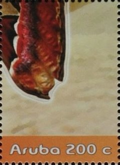 Cryptostegia grandiflora