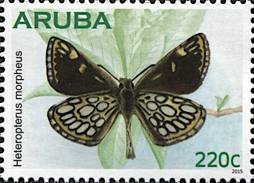 Fairy Tern (Gygis alba)