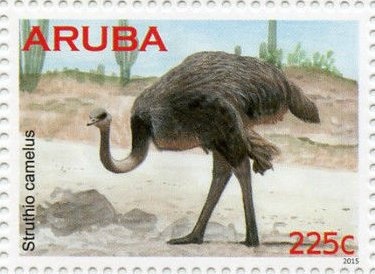 Common Bottlenose Dolphin (Tursiops truncatus)