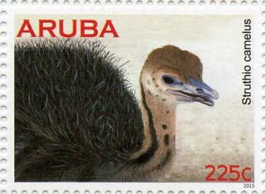 Tropical Mockingbird (Mimus gilvus)