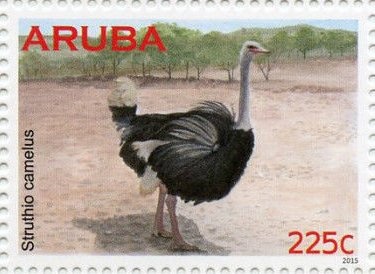 Lemongrass (Cymbopogon)