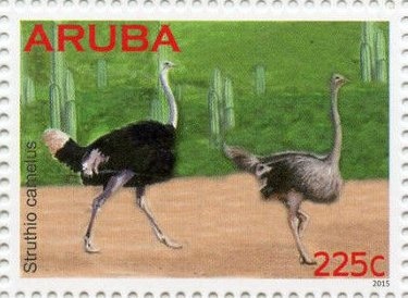 Eurasian Eagle-Owl (Bubo bubo)