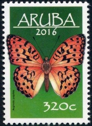 West Indian Top Shell (Cittarium pica)