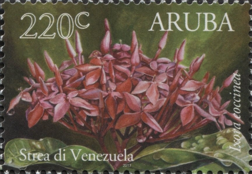 Echidna (Tachyglossus aculeatus) 1st Reprint