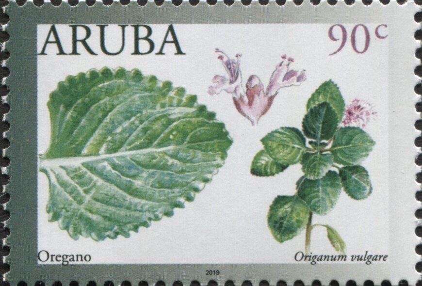 Weevil (Alceis ornatus)