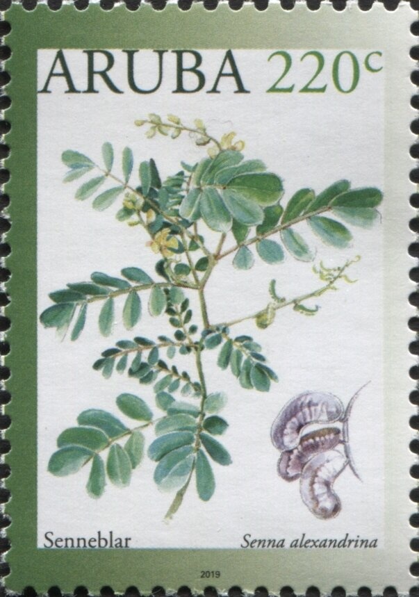 Longfin Crevalle Jack (Caranx fischeri)