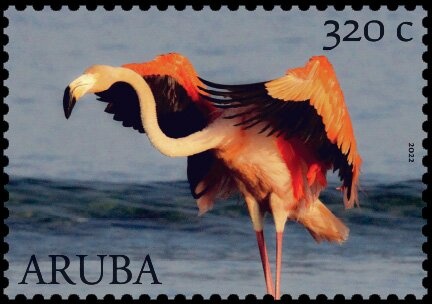 Green Sea Turtle (Chelonia mydas)