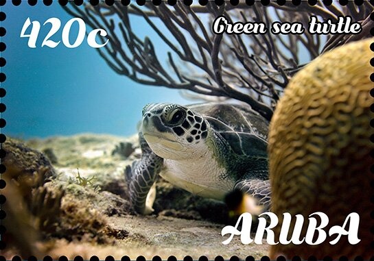 Green Sea Turtle (Chelonia mydas)