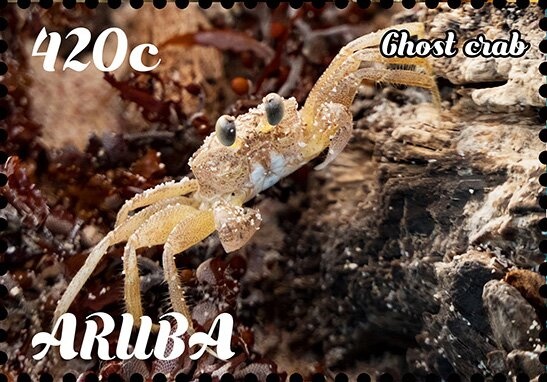 Ascension Frigatebird (Fregata aquila)