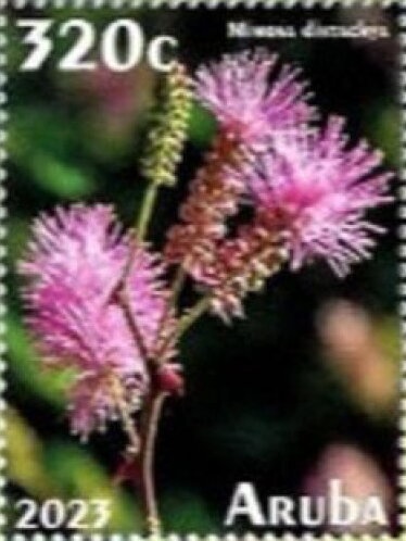 World Football Championship