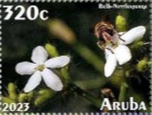 Moringa (Moringa oleifera)