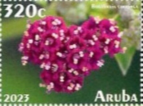 Caribbean Reef Octopus (Octopus briareus)