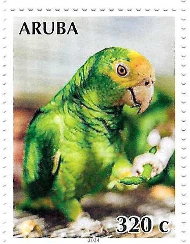 Ascension Frigatebird (Fregata aquila)
