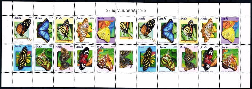 Beluga (Delphinapterus leucas)