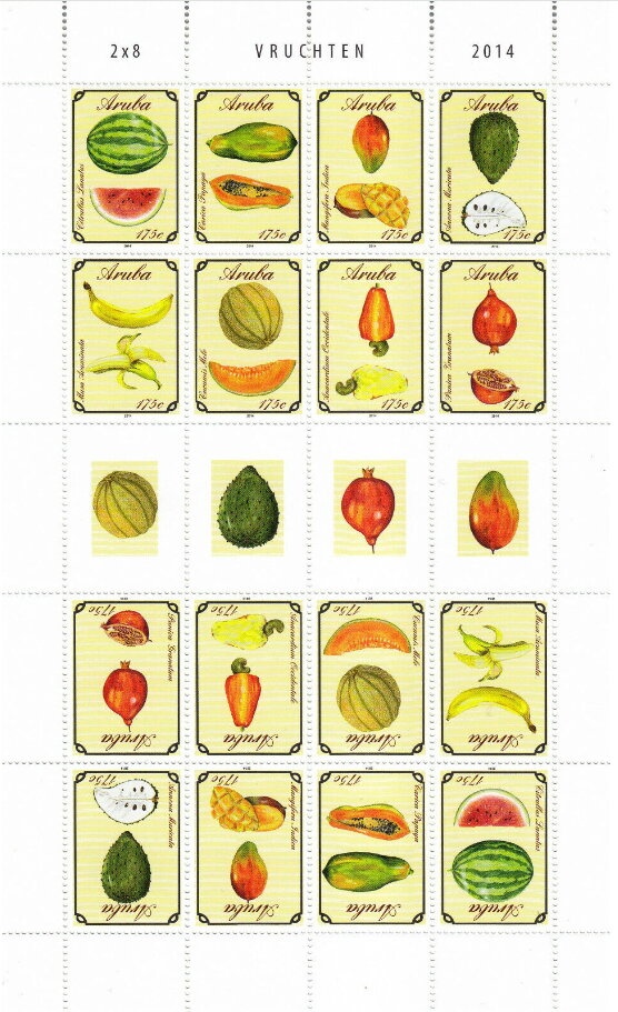 Green Sea Turtle (Chelonia mydas)